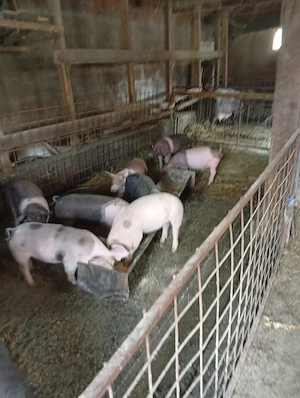 Vand Godani - imagine 2