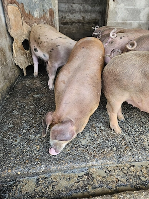 Purcei Pietrain x Duroc American - imagine 5