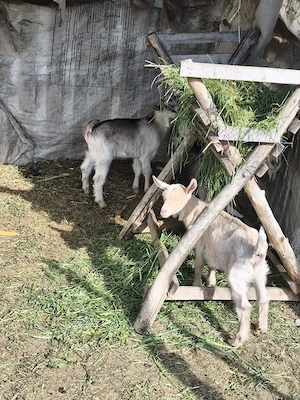 Vand sau schimb 3 tapisori