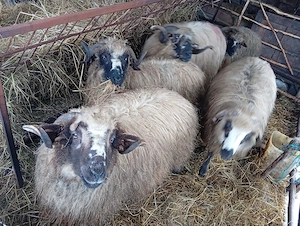 Berbecuți  - imagine 4