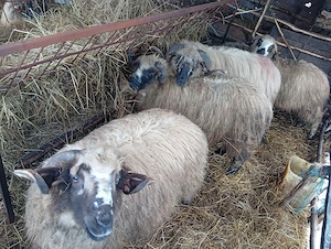 Berbecuți  - imagine 2