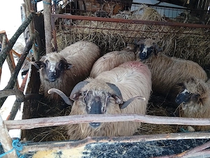 Berbecuți  - imagine 5