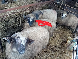 Berbecuți  - imagine 3