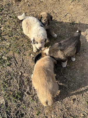 Căței de vanzare  - imagine 4