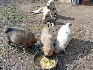 Căței de vanzare  - imagine 3