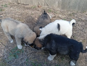 Căței de vanzare  - imagine 2