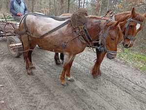 Manza de vanzare  - imagine 2