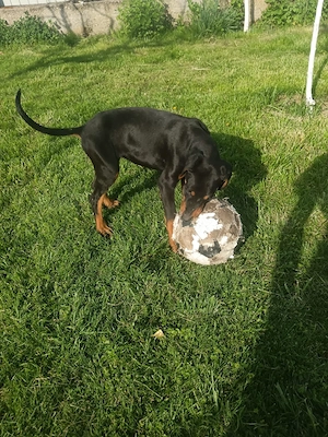 vând catelusa Doberman 