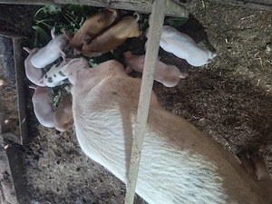 Vând porci diferite mărimi și o scroafă cu 11 purcei - imagine 5