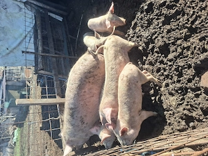 Vând porci diferite mărimi și o scroafă cu 11 purcei - imagine 2