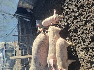 Vând porci diferite mărimi și o scroafă cu 11 purcei - imagine 3