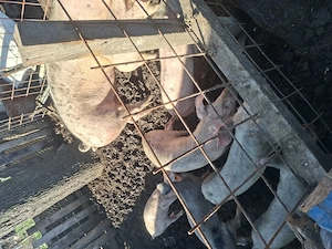 Vând porci diferite mărimi și o scroafă cu 11 purcei - imagine 4