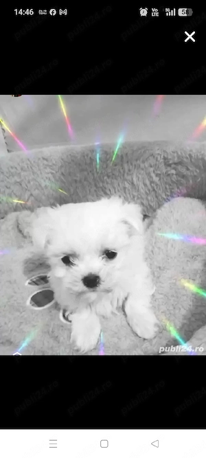 Bichon maltez mini 