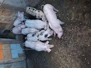 Purcei de 7  ,8 și 10 sap. - imagine 5