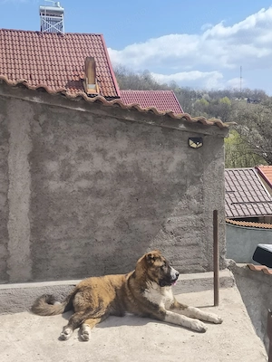 Femela Ciobanesc de Asia centrala tigrată  - imagine 3