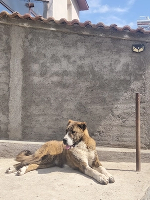 Femela Ciobanesc de Asia centrala tigrată  - imagine 2