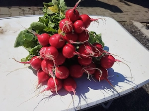 vand ridichi rosii bio