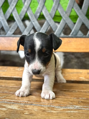 Pui Jack Russell Terrier   Născuți pe 1 Martie   2 fetițe și 1 băiat - imagine 3
