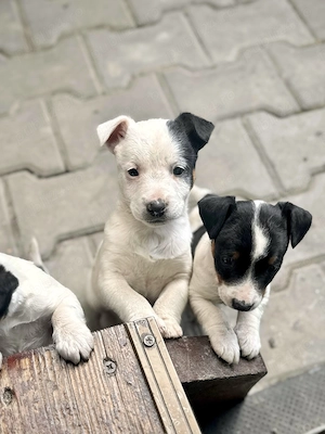 Pui Jack Russell Terrier   Născuți pe 1 Martie   2 fetițe și 1 băiat - imagine 5