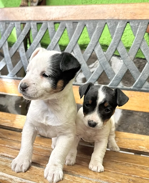 Pui Jack Russell Terrier   Născuți pe 1 Martie   2 fetițe și 1 băiat - imagine 2