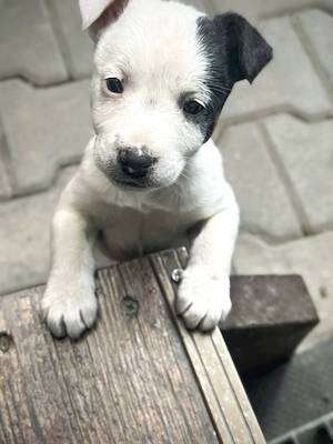 Pui Jack Russell Terrier   Născuți pe 1 Martie   2 fetițe și 1 băiat - imagine 4