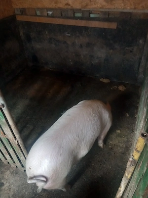 de vanzare - imagine 2