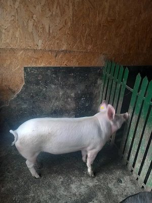 de vanzare - imagine 4