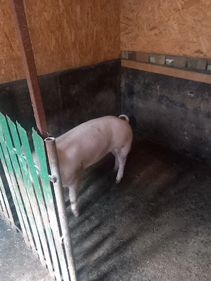 de vanzare - imagine 3