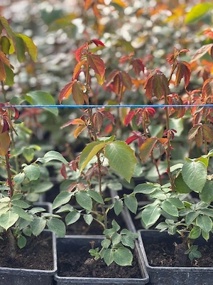 trandafir ghiveci 22  de soi 