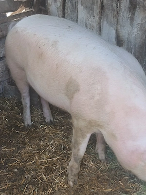 Vand porc marele alb cu landras - imagine 2
