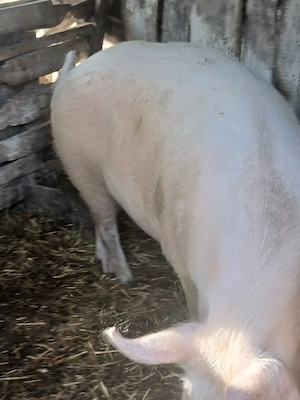 Vand porc marele alb cu landras