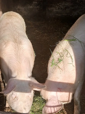 porci  de carne pt taiat