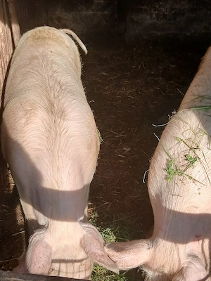 porci  de carne pt taiat - imagine 2