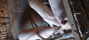 De  vanzare - imagine 3