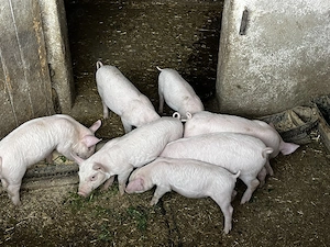 Vând purcei de 8 săptămâni 