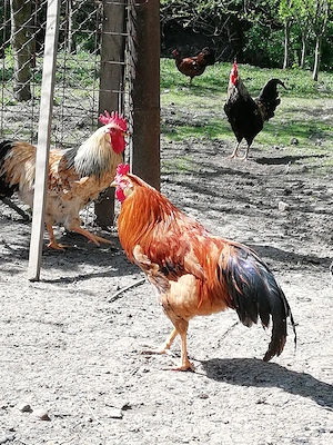 Cocoș de vânzare  - imagine 3