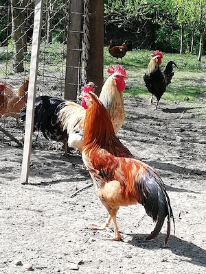 Cocoș de vânzare  - imagine 2