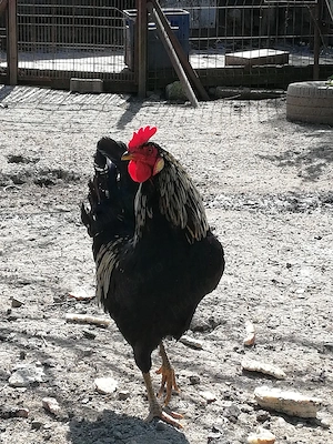 Cocoș de vânzare  - imagine 4