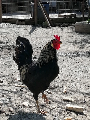 Cocoș de vânzare  - imagine 5