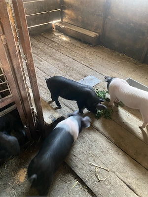 Vand purcei bazna  - imagine 2