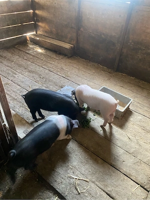 Vand purcei bazna  - imagine 3