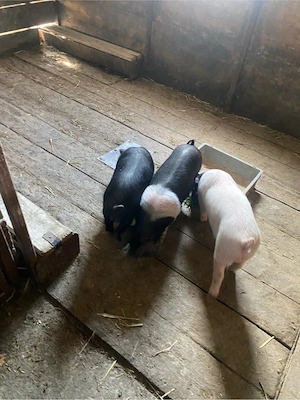 Vand purcei bazna  - imagine 5