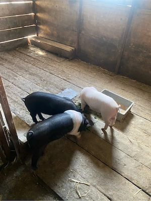 Vand purcei bazna  - imagine 4