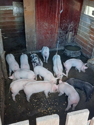 Purcei de 7  ,8 și 10 sap. - imagine 4