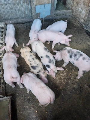 Purcei de 7  ,8 și 10 sap. - imagine 3