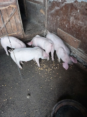 Purcei de 7  ,8 și 10 sap.