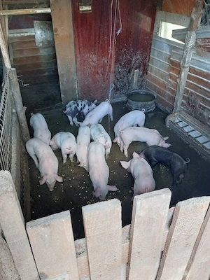 Purcei de 7  ,8 și 10 sap. - imagine 2