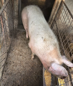 Vând porci Ialomița Fierbinți - imagine 3