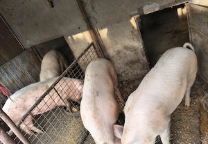 Vând porci Ialomița Fierbinți - imagine 4