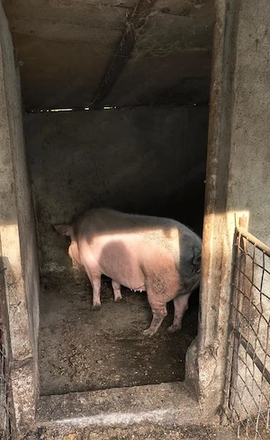 Vând porci Ialomița Fierbinți